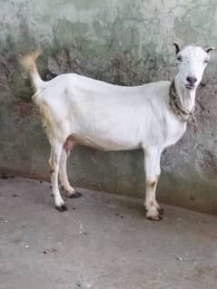 Beautiful Tadi Goat