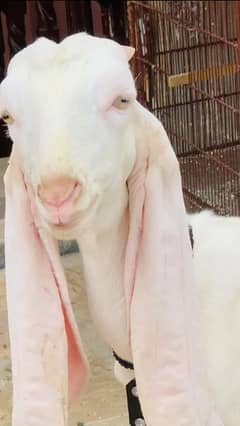 pure gulabi goat male 3 months
