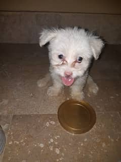 toy breed maltese puppy for sale 03462118801/03062340569