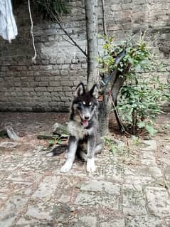 agouti husky 3 monthsold vaccinatted