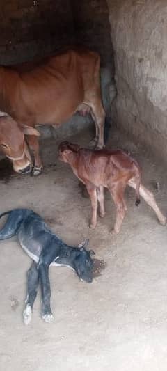 Sahiwal Nasal Cow for Sale with wachi