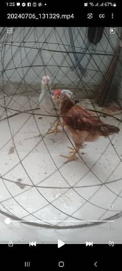 2 desi chicken with cage tokra urgent sale