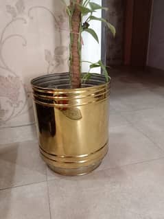 golden pot 2x