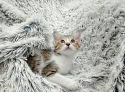 Cute Little Kitten baby