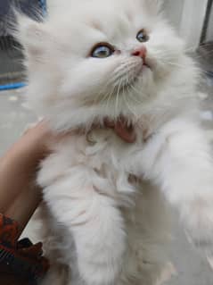 Persian  kitten, pair, triple coated , long fer