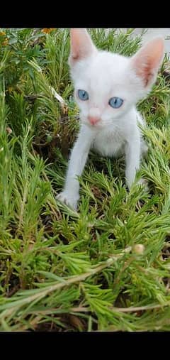 Blue Eyes male kitten