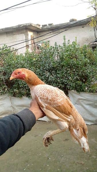 high quality peeli aseel hen for sale anda de rahi ha 0