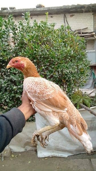 high quality peeli aseel hen for sale anda de rahi ha 2