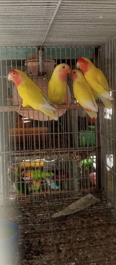 Different parrots for sale