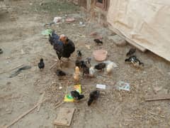 pak x walaiti breed chicks available