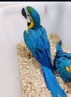 blue Macau parrot cheeks for sale 03360622825