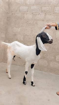 female goat for sale