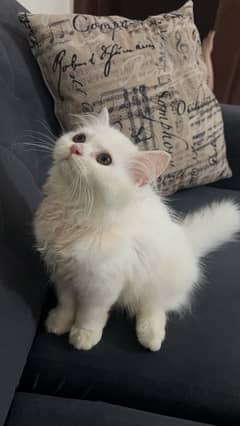 Persian Tripple Coated kitten female