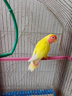 Lotino Red Eye, Love Bird, Male