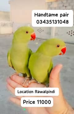 03435131048 Green ringneck parrots handtame pair