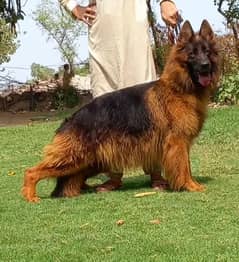 German Shepherd proper long coat female heavy p*** structure shop