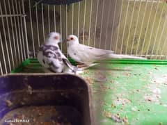 CUTE DIAMOND PIED DOVE breeder pair Looking for new shelter