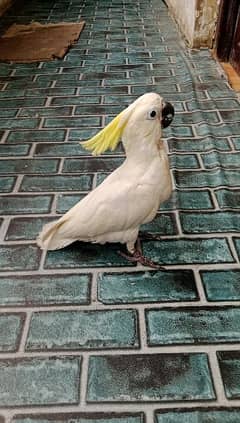 Sulphur Crested Cockatoo Chick