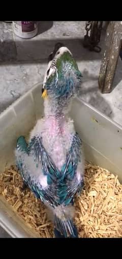 Blue And Gold Macaw Chick