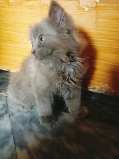 female Persian kittens for sale