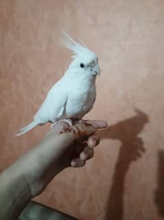 Hand tame Eno cockatiel Pair