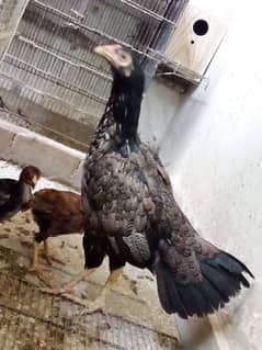 Aseel hen with 2 Chicks