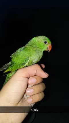 green parrot baby