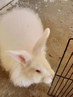 angura rabit breeder