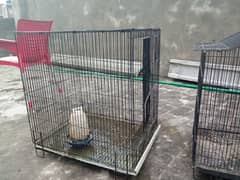 2 cages ha or 1 breading box ha