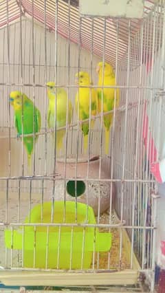 Budgie#parrots#sale