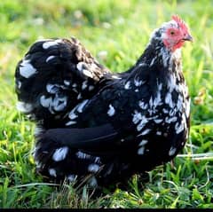 Bentam 30 days vaccinated chick available for sale. . .