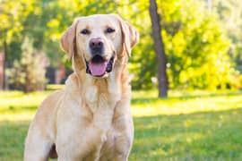 Labrador Female | Labrador Dog | Labrador | Dog for sale