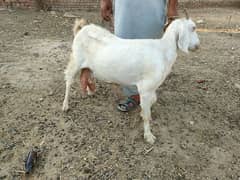 Beautiful milk wali goat per day half kg