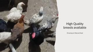 High Quality Chicks (Golden Buff , White Buff , Black Astrolop)