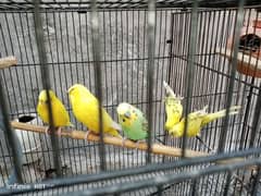 love birds, Australian parrot,finchs two mel with cage göt sale