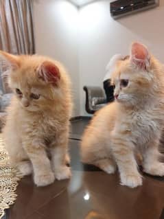 beautiful persian kitten for sale 2 months age