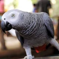 African grey parrot 03481515727watsapp