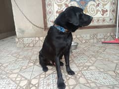 Labrador black for sale