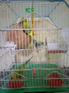 2 pair Australians Parrots with cage