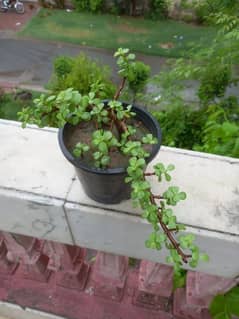 Jade plant