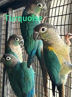 Conures for Sale