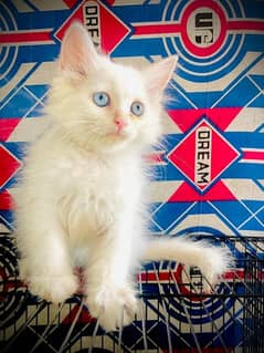 Persian kitten  Age 1.5 Months