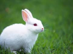 *very cute and friendly/ lovely white and black Rabbits baby*