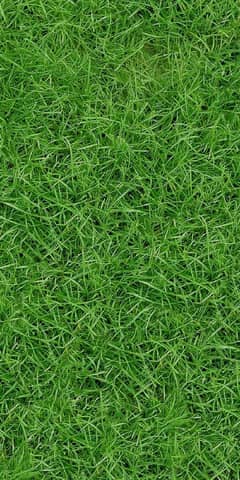 Feild grass KoreanGrass Outdoor grass sport grass sport net