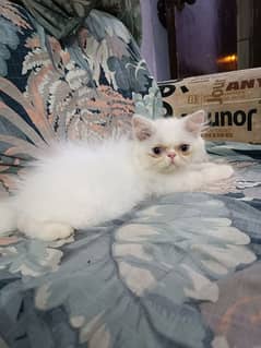 cfa bloodline kitten for sale