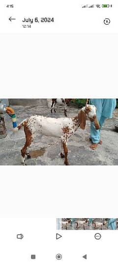 goat. 03227372146