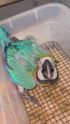 belu macow parrot chiks far sale Whatsapp please 0331/4489/359