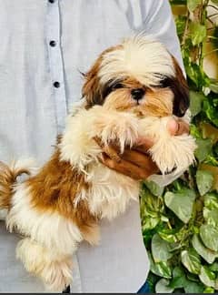 shih tzu puppies / Puppies / shitzu Dog / Dog for sale / punch shihtzu