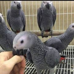 African grey parrot 03481515727watsapp