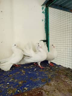 white lakka pair and chickes full white